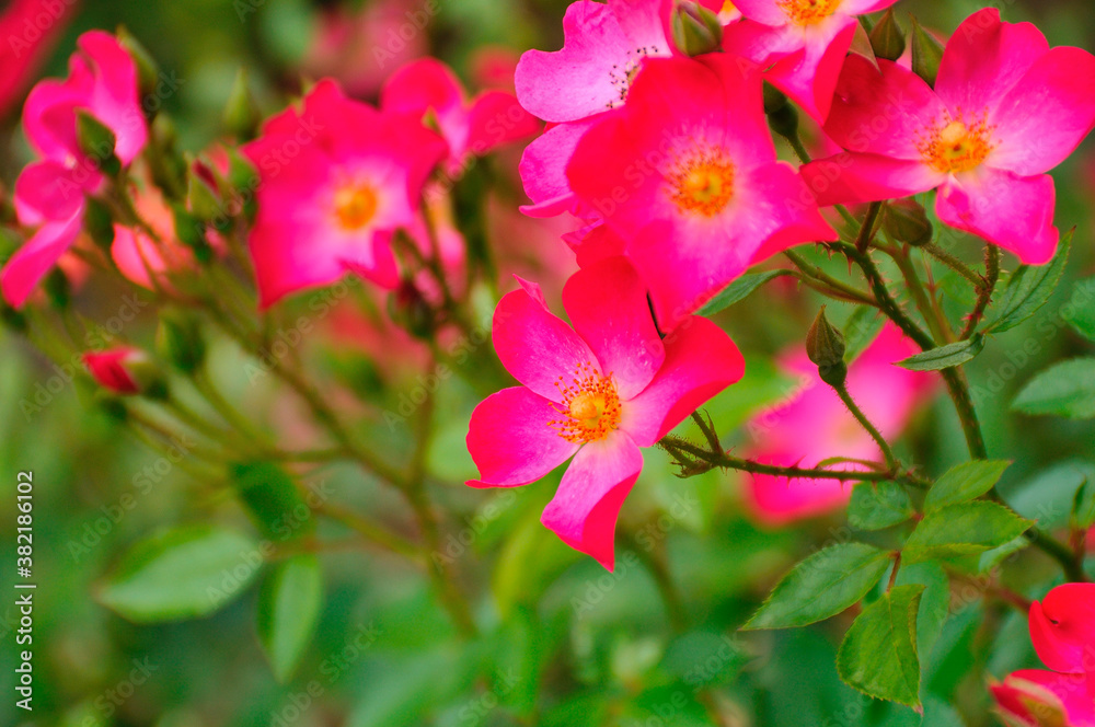 薔薇 薔薇