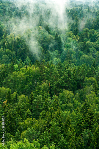 Pine forest in the fog