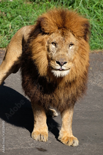 Fototapeta Naklejka Na Ścianę i Meble -  lion in the zoo