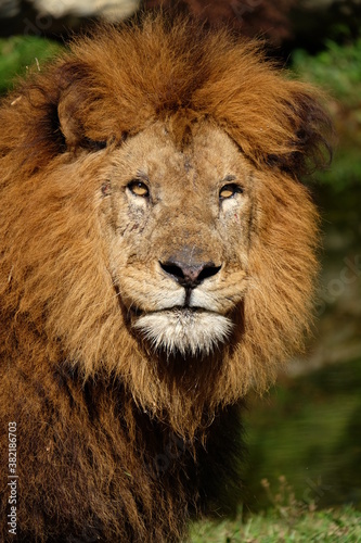 portrait of a lion