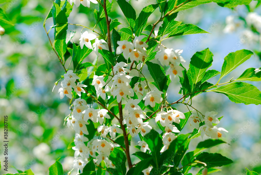 Fototapeta premium 春の花