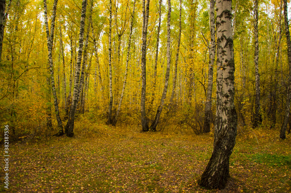 Footpath in scene autumn forest nature.