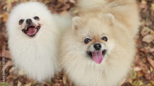Very cute fluffy pomeranian dog looking into the frame outdoors on an autumn day. Selective focus.