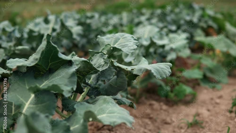 cauliflower in the field cauliflower in the field