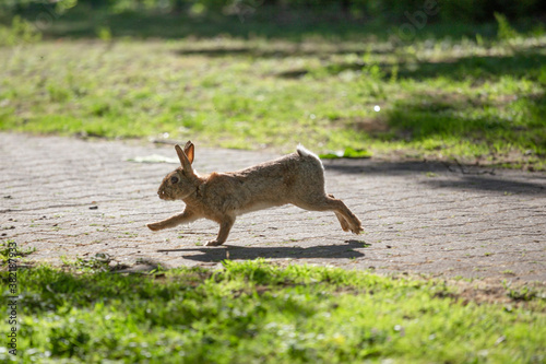 Kaninchen auf  Weg im Park, Köln © NaturePix