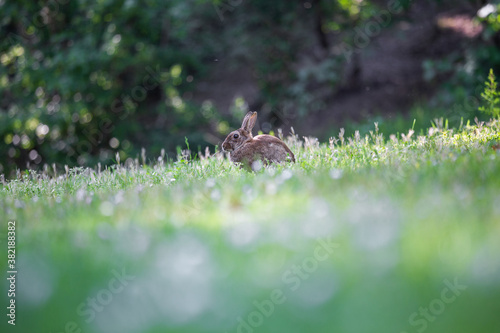 Kaninchen auf Wiese im Park, Köln