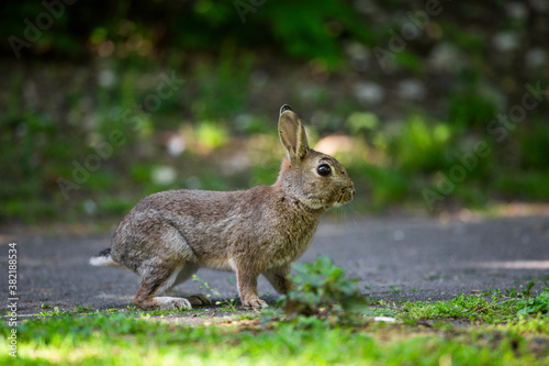Kaninchen im Park auf Weg, Köln © NaturePix
