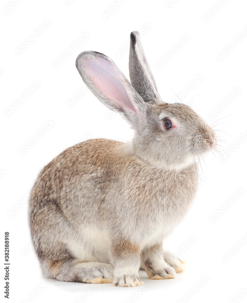Fototapeta premium Gray rabbit isolated.