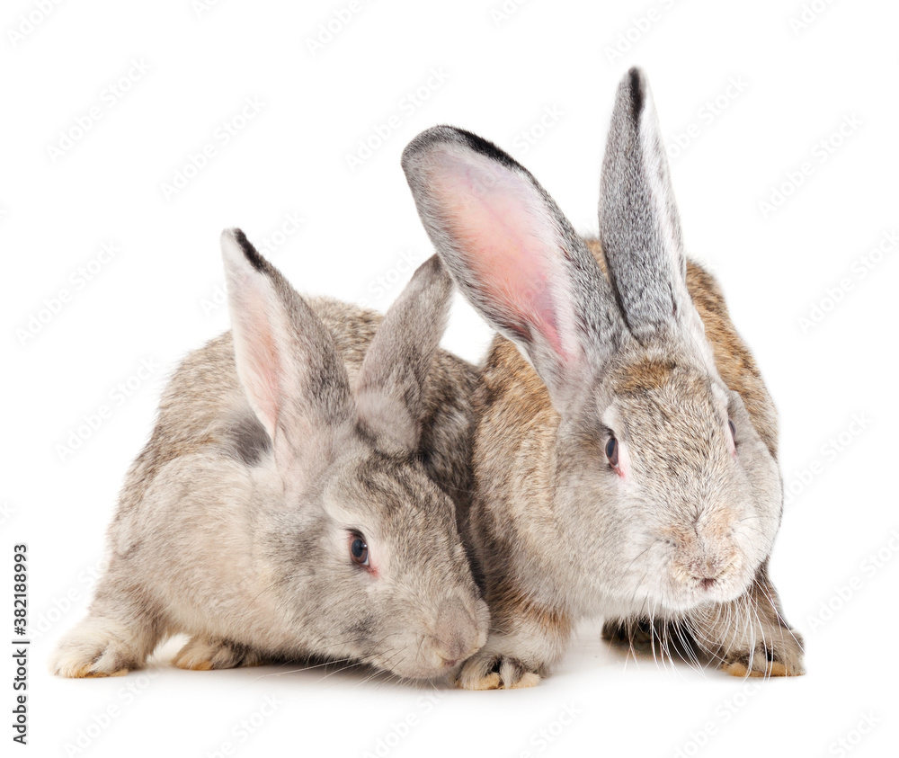 Obraz premium Gray rabbits isolated.