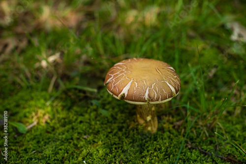 Mushroom growing in green moss photo