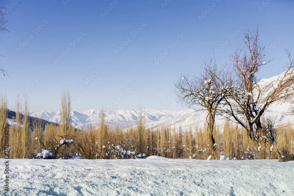 Fototapeta premium Trees growing in the mountains in winter near Chimgan in Uzbekistan