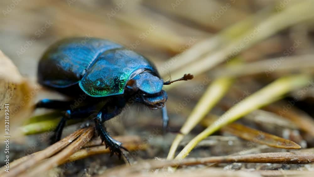 Close-up of an earth-boring dung beetle Geotrupidae on the forest floor Close-up of an earth-boring dung beetle Geotrupidae on the forest floor