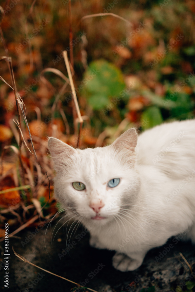 Beautiful Girl have at autumn outdoor Beautiful Girl have at autumn outdoor