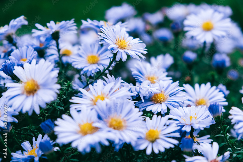 Blue camomiles on nature background. Copy, empty space for text Blue camomiles on nature background. Copy, empty space for text