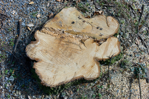 Texture of the part of a sawn, irregularly shaped tree. Brown wooden background