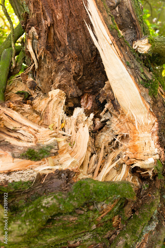 Detail of an uprooted broken tree  torn by the wind during a violent storm