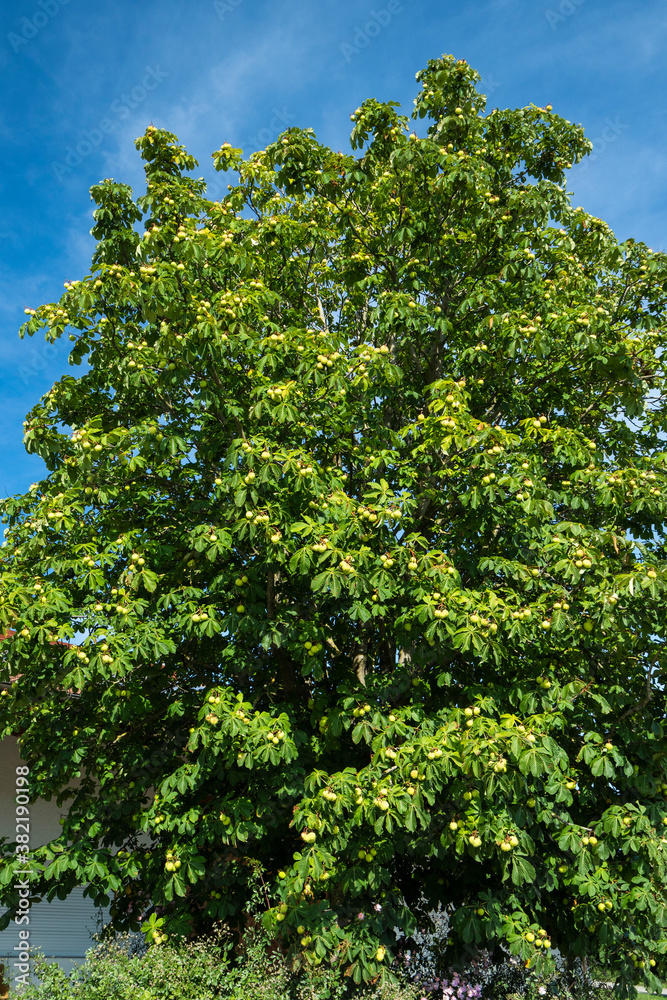 Rosskastanienbaum mit Früchten