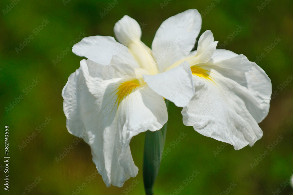 Obraz premium 花菖蒲