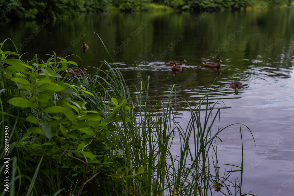 Ducks swim in pond with ripples among green grass and trees in the forest. Quiet city park. Cloudy sky reflected in water with ripples. Summer scene