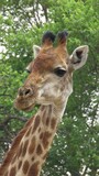 Giraffe close-up, Boekenhoutfontein  Farm, North West, South Africa