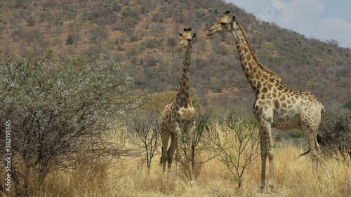 Giraffe  Boekenhoutfontein  Farm  North West  South Africa