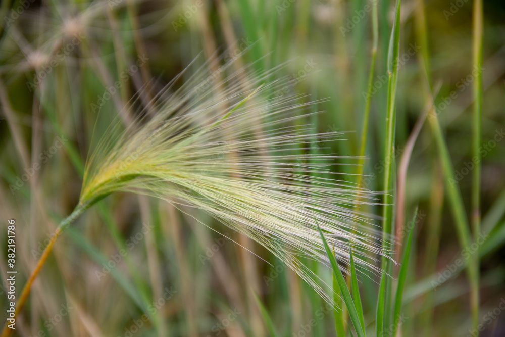 Fototapeta premium plant with an inflorescence spikelet close-up