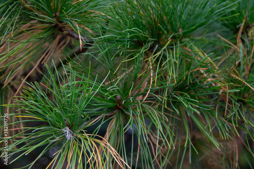 coniferous tree branch close - up