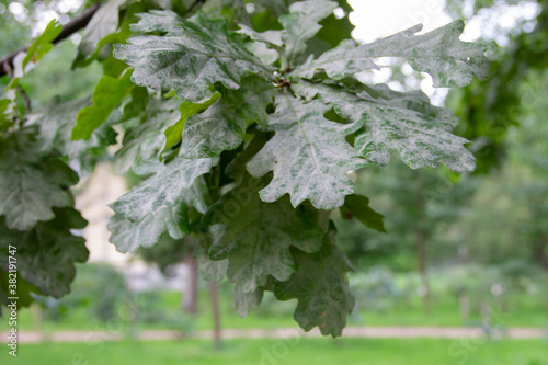 plant diseases: powdery mildew on oak leaves
