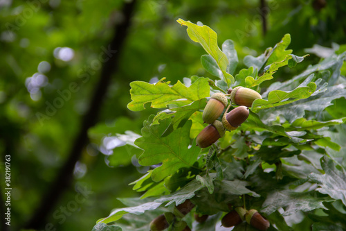 leaves and acorns on a branch of an oak tree