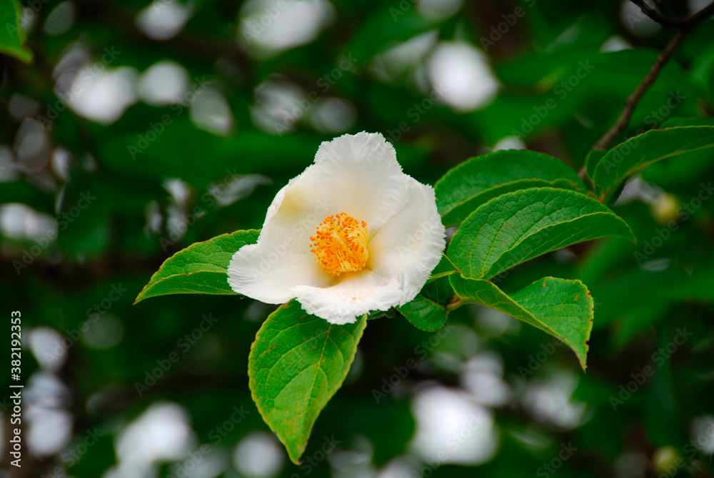 Obraz premium 夏の花