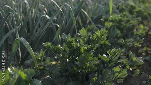 vegetables in the field