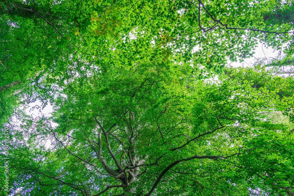 green leaves in sunlight green leaves in sunlight