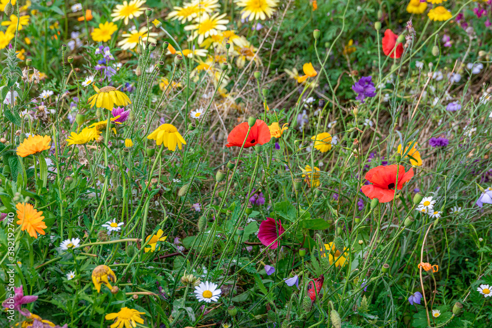 Wild summer meadow flowers