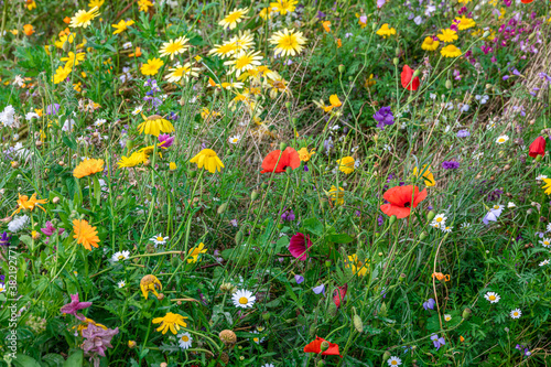 Wild summer meadow flowers