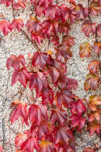 Red Ivy climbing the wall of old house