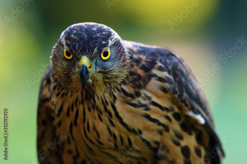 The northern goshawk (Accipiter gentilis), portrait of a young female hawk with colorful background. Portrait of a bird of prey with a yellow eye.