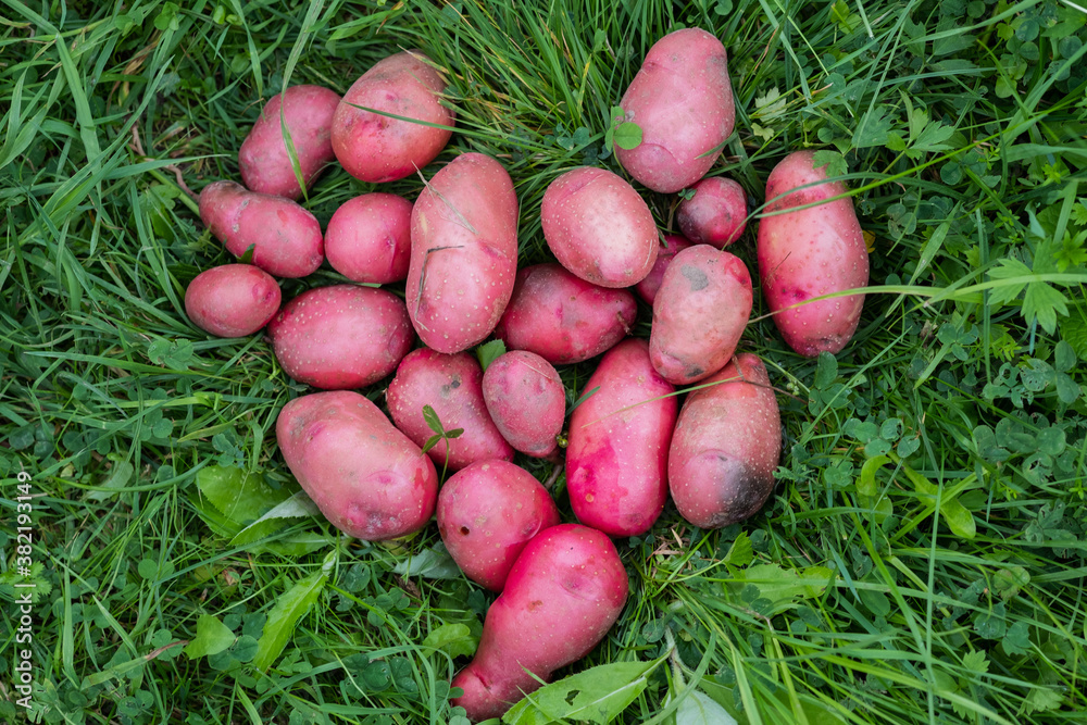 Harvested potato tubers lying on green grass. Harvested potato tubers lying on green grass.