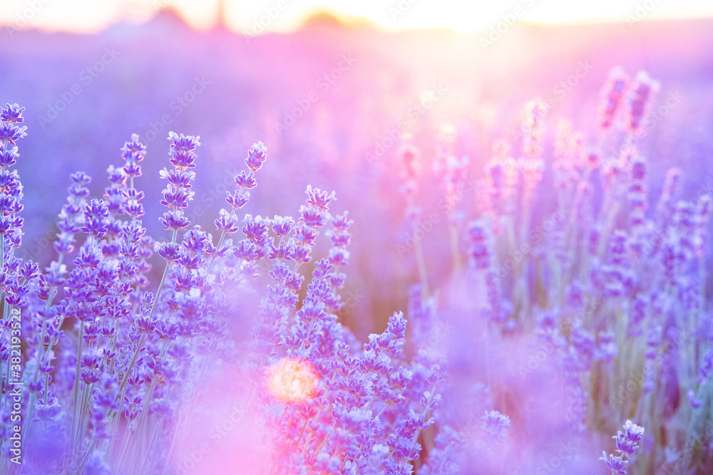 Naklejka premium Blooming violet lavender field on sunset sky.