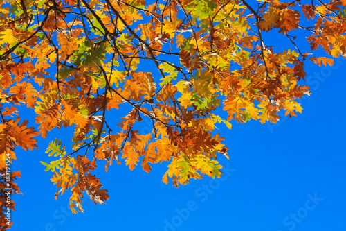 Yellow oak leaves against blue sky in the autumn forest