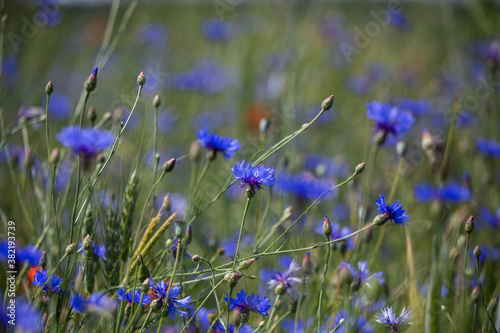 blaue Kornblumen im Feld, Bokeh