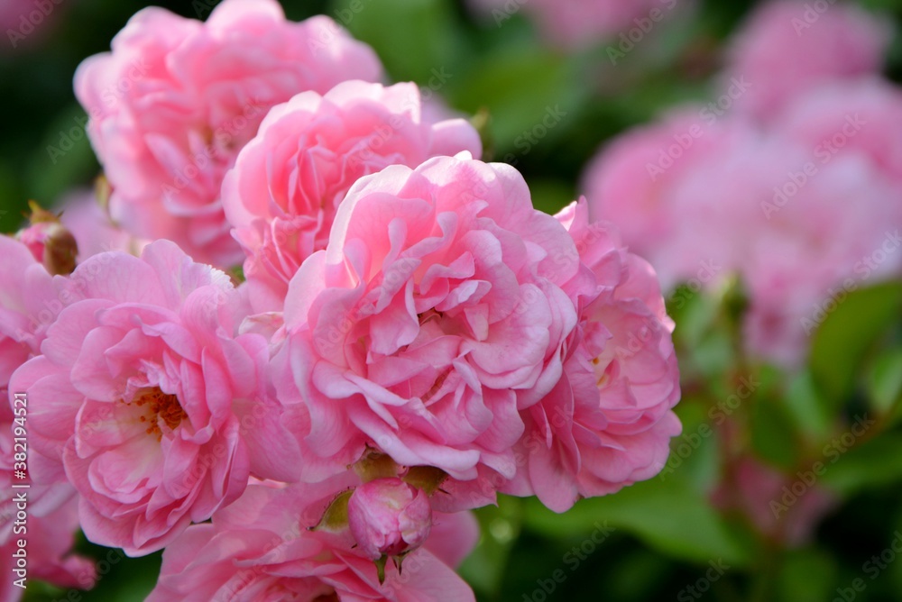 A branch strewn with numerous delicate pink roses in a sunny garden close up.