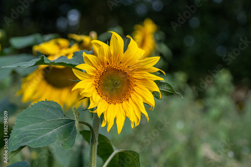 Environmental conservation with a field of wild sunflowers