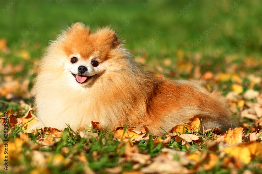 Cute puppy, happy Pomeranian Spitz dog walking in the park, lying in golden autumn colorful yellow and orange leaves and smiling