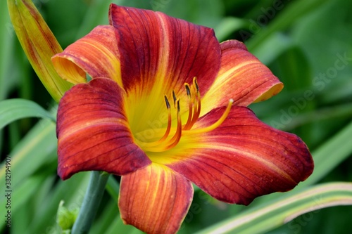  Red with yellow daylily in the garden close-up