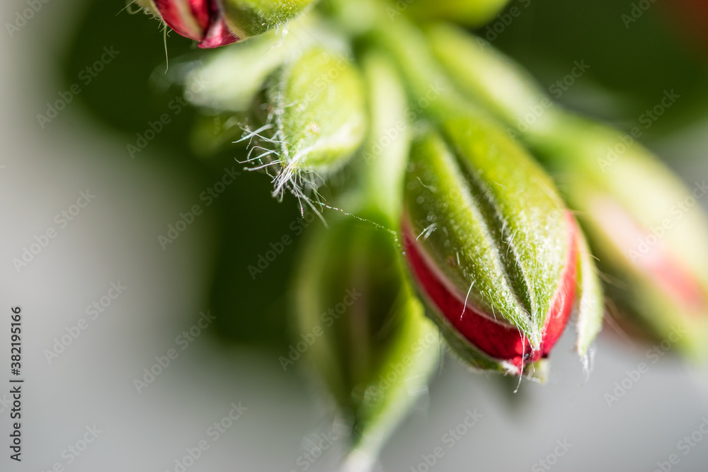 Obraz premium blossom close-up