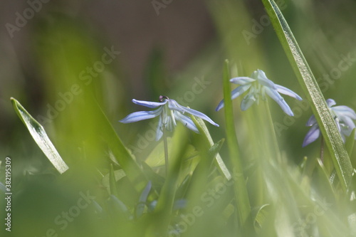 Blaue Blumen im Gras 