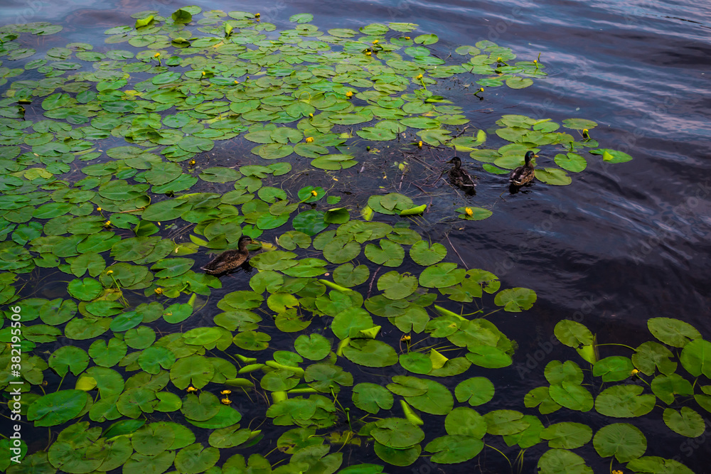 ducks swim in pond among green leaves of water lilies with yellow flowers. Sky is reflected in blue water with ripples. View from above. Summer perk landscape ducks swim in pond among green leaves of water lilies with yellow flowers. Sky is reflected in blue water with ripples. View from above. Summer perk landscape
