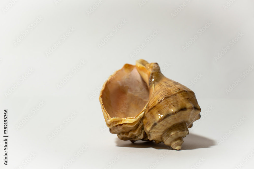 empty beige seashell on white background empty beige seashell on white background