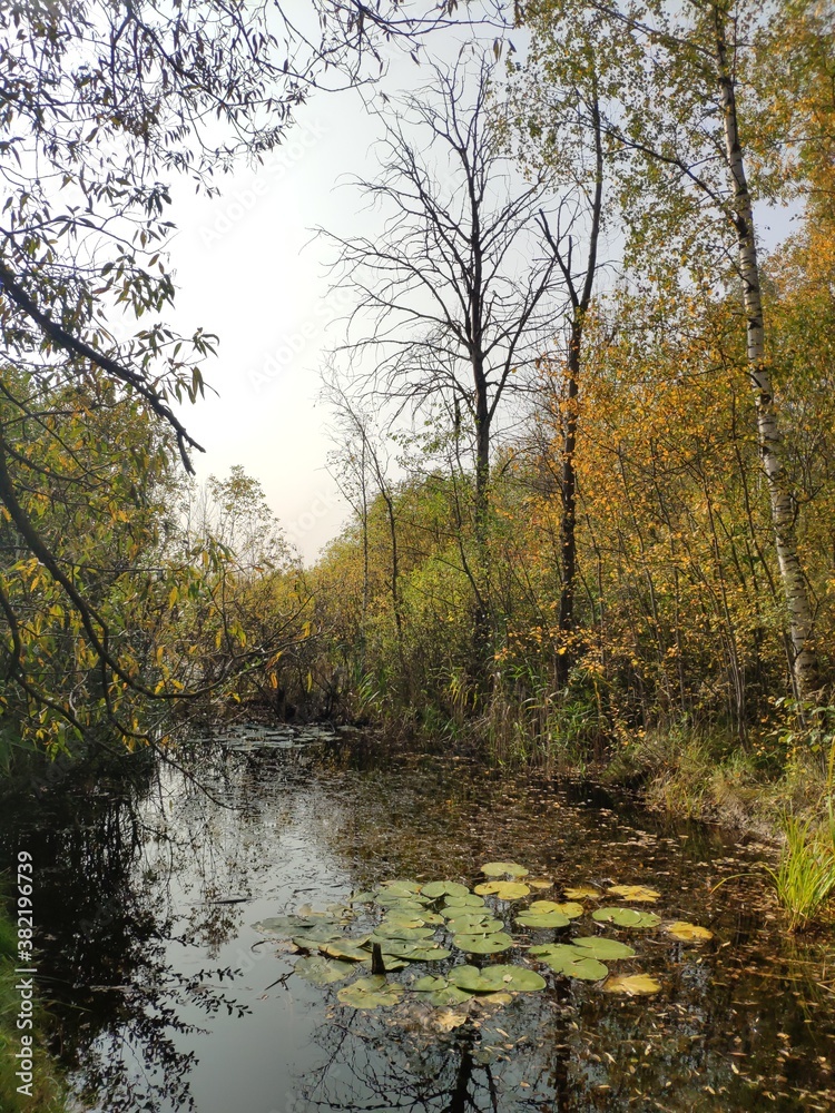 water Lily leaves in an overgrown pond in the middle of an autumn forest