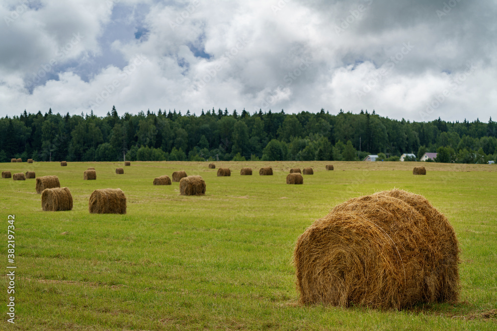 Prepared haystacks in the field